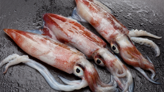 3 Interesting Facts About Squid